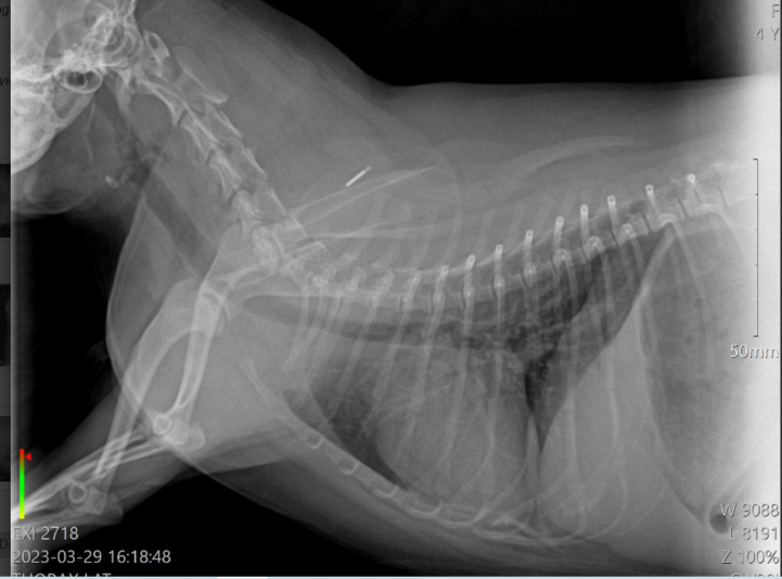 336606545_216376844404966_3371643584059531915_n