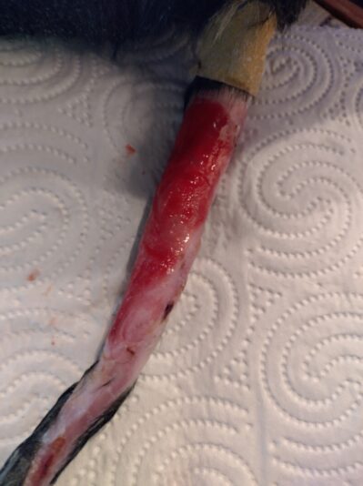 staart vrijthumbnail_IMG_20230224_184319_HDR