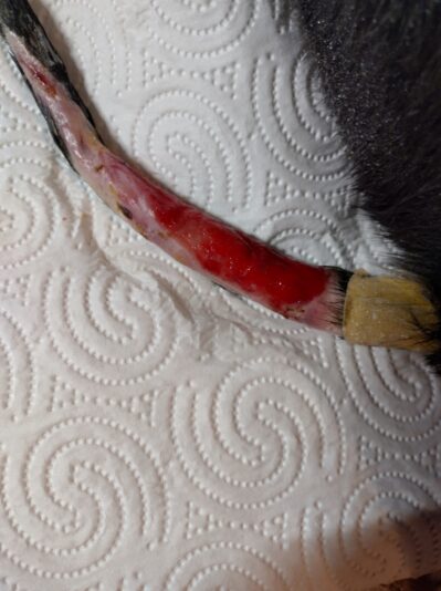 staart vrij2thumbnail_IMG_20230224_184309_HDR