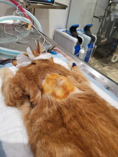 414698827_329931273288278_8973249833882551573_n