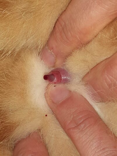 Messenger_creation_571425154942594