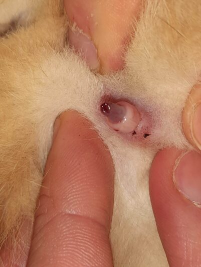 Messenger_creation_542612434593312