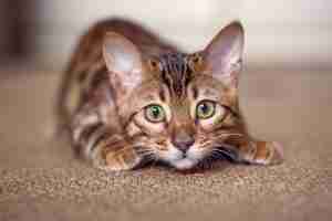 Bengal kitten