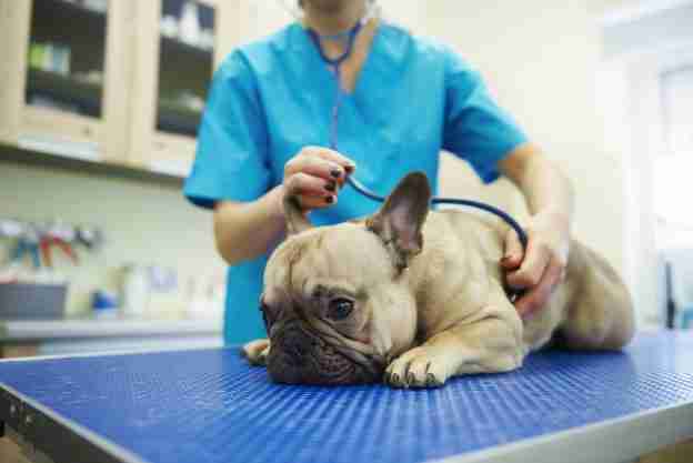 Female veterinarian examining dog with stethoscope in veterinary surgery
