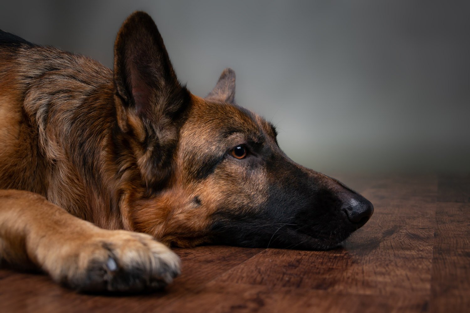 Bronchitis bij de hond