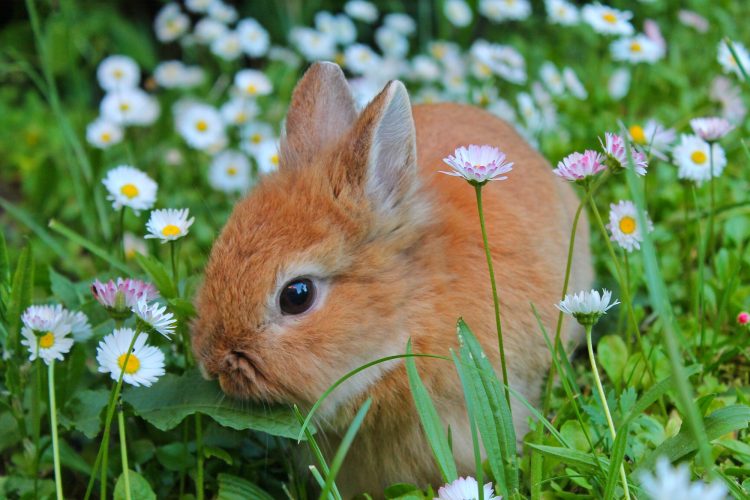 Bunny ????