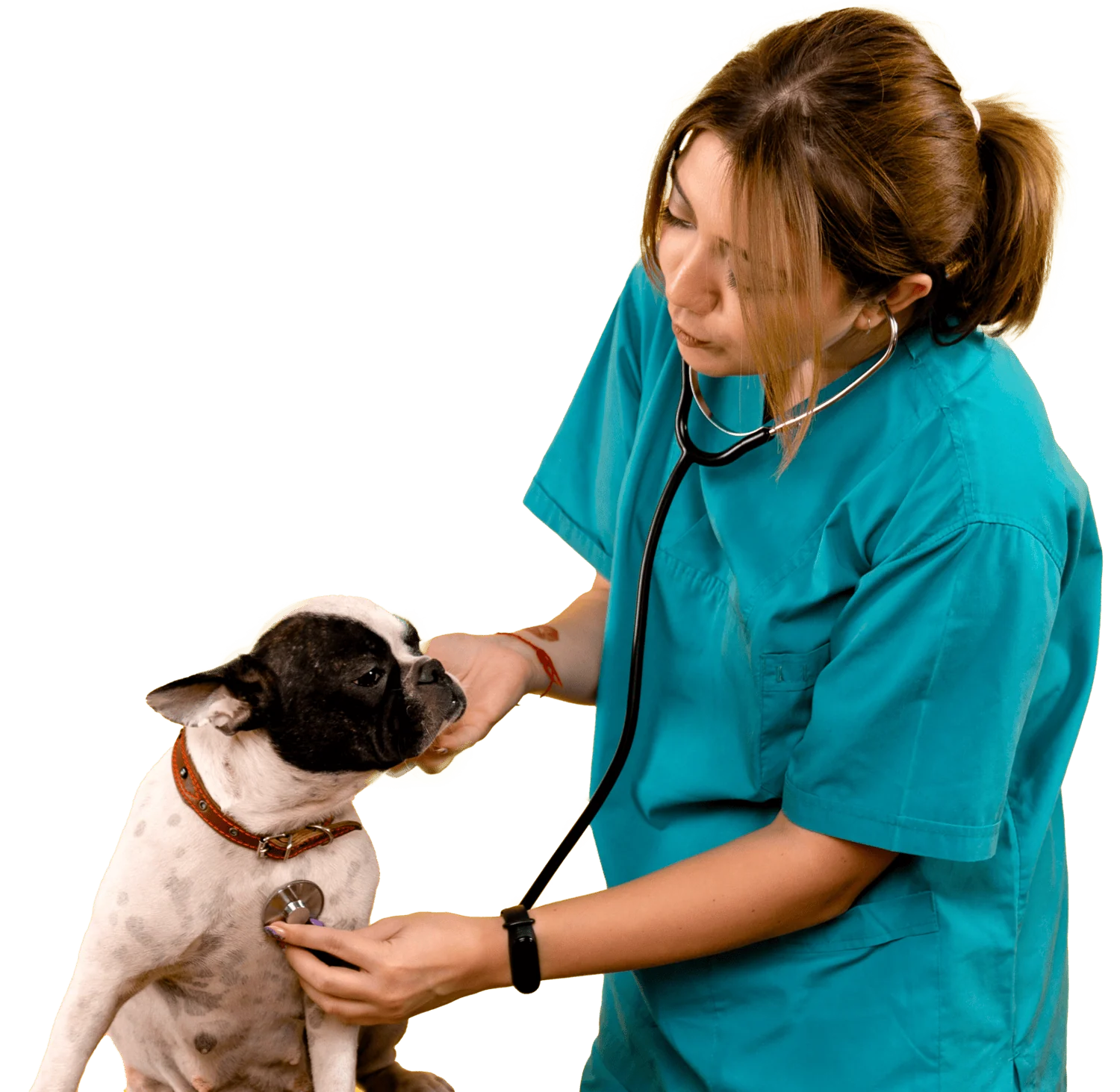 praktische nascholing paraveterinair