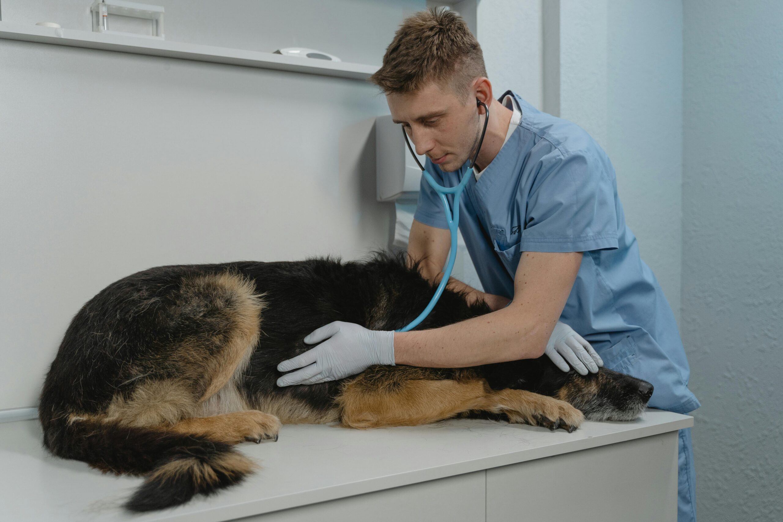 Kanker bij dieren: herkennen, behandelen en begeleiden