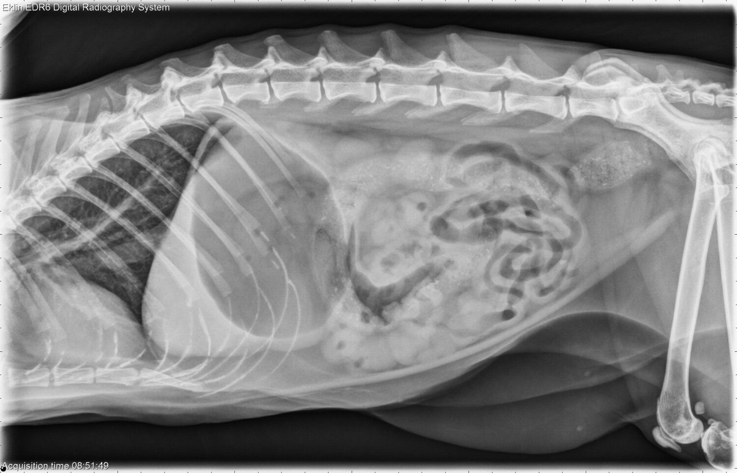 Module Gastro-intestinale Spoed – Leertraject Spoed en Intensieve Zorgen