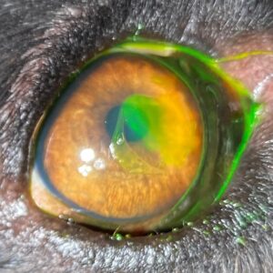 Cornea-ulcus