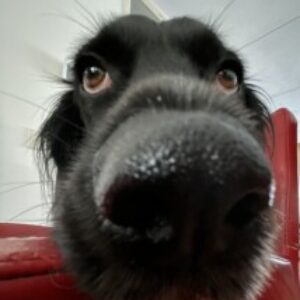 Profielfoto van Sabine VetSloot